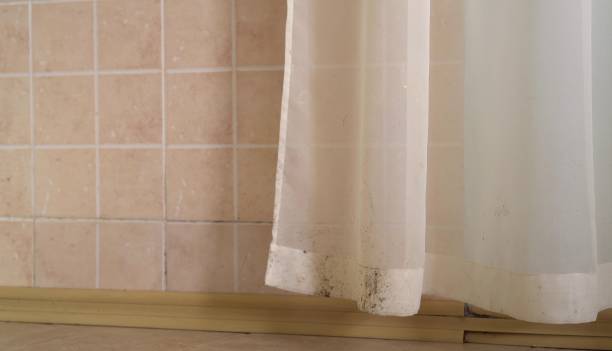 Best Mold-Related Health Consultation  in Boyertown, PA