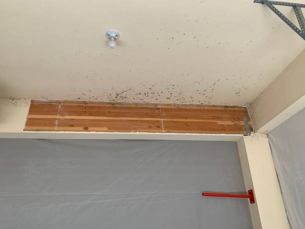 Best Post-Construction Mold Inspection  in Boyertown, PA