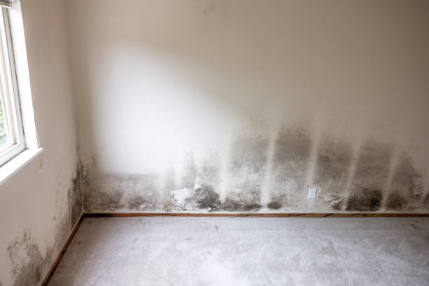 Best Mold Removal for HVAC Installations  in Boyertown, PA