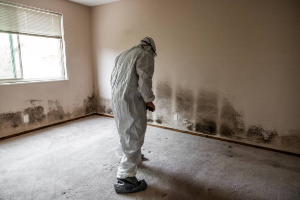 Best Mold Removal for HVAC Installations  in Boyertown, PA